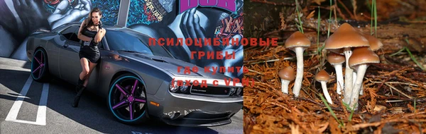 прущие грибы Аркадак